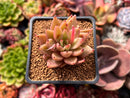 Echeveria Agavoides 'Star of Seoul' 1"-2" New Hybrid Succulent Plant