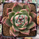Echeveria Agavoides 'Mobius' Variegated 3" Succulent Plant