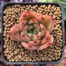 Echeveria Agavoides 'Chalstone' 1" Succulent Plant