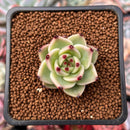 Echeveria Agavoides 'Blue Dragon' 1" Succulent Plant