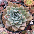 Echeveria 'Irene' 5" Powdery Succulent Plant