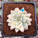 Echeveria 'Mebina' Variegated 2" Succulent Plant