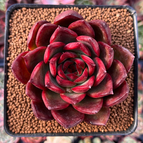 Echeveria Agavoides 'Signature' 2"-3" Succulent Plant