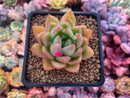 Echeveria Agavoides 'Timothy' 2"-3" Succulent Plant