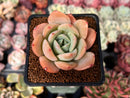 Echeveria 'Lemon Tree' 2" Succulent Plant