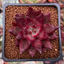Echeveria Agavoides 'Fire Eagle' 2" New Hybrid Succulent Plant