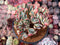 Echeveria 'Jullia' Crested 4" Succulent Plant