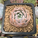 Echeveria 'Goddess' 1" New Hybrid Succulent Plant