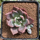 Echeveria 'Purple Champaign' 2" Succulent Plant