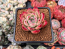 Echeveria 'Colorata' 1" Succulent Plant
