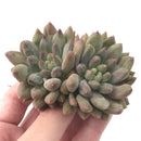 Echeveria 'Fingerlight' Cluster 3" Succulent Plant