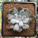 Echeveria 'Tolimanensis' 2" Succulent Plant