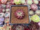 Echeveria 'Sarahime' 1" Succulent Plant
