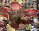 Echeveria 'Fimbriata' Variegated AKA 'Fasciculata' 5" Succulent Plant