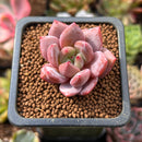 Echeveria 'Battle Angel' 1" New Hybrid Seed Grown Succulent Plant