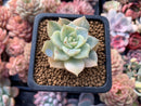 Echeveria 'Hakubotan' Variegated 1"-2" Succulent Plant