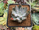 Echeveria 'Tolimanensis' 2" Succulent Plant