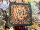 Echeveria 'Pink Top' 1" Succulent Plant