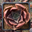 Echeveria 'Fatima' 2" Succulent Plant