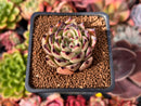 Echeveria Agavoides 'Sarabony' 2" Succulent Plant