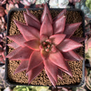 Echeveria Agavoides 'Sirus' 3" Succulent Plant