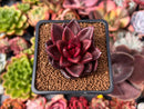 Echeveria Agavoides 'Pine Rose' 1"-2" Succulent Plant