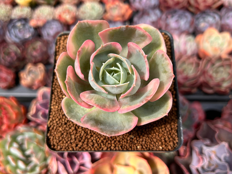 ace succulents Echeveria 'Ace Pink' Variegated 3" Succulent Plant – True Succulents Plant Co