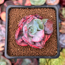 Echeveria 'Beyonce' Variegated 2" Succulent Plant
