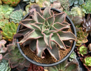 Echeveria 'Madiba' 4"-5" Succulent Plant