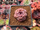 Echeveria Hybrid 1" Succulent Plant