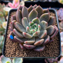 Echeveria 'Pink Shop' 2"-3" Succulent Plant