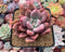 Graptoveria 'Ruby Donna' 3"-4" Succulent Plant