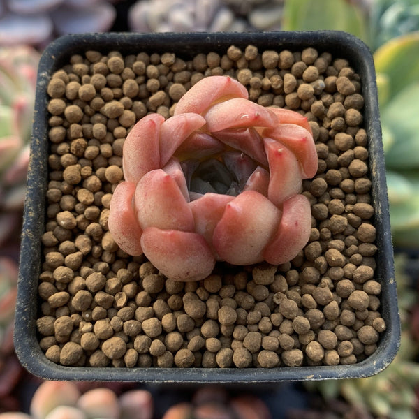 Echeveria 'Pink Ping Pong' 1" New Hybrid Small Succulent Plant