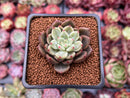 Echeveria 'Sharman' 1" Succulent Plant