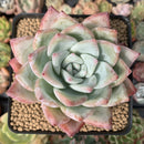 Echeveria 'Colorata' 4" Powdery Succulent Plant