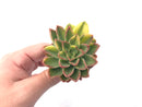 Echeveria ‘Bob Jolly’ Variegated Cluster 3” Rare Succulent Plant