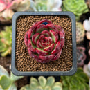 Echeveria Agavoides sp. 1" Succulent Plant