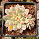 Echeveria 'Mebina' Variegated 2" Succulent Plant