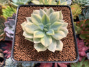 Echeveria 'Fun Queen' Variegated 2" Succulent Plant