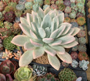 Graptoveria 'Opalina' Variegated 6" Large Succulent Plant