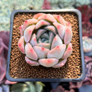 Echeveria sp. 1" Air Magic Hybrid Succulent Plant