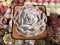 Echeveria 'Pollux' 3" Succulent Plant