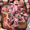 Echeveria 'Trumpet Pinky' 2" Succulent Plant