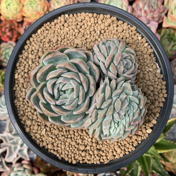 Echeveria 'Primera' with Crested Head 4"-5" Succulent Plant