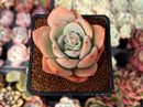Echeveria 'Lemon Tree' 2" Succulent Plant