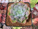 Echeveria 'Raindrop' 3" Succulent Plant