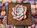 Echeveria 'Pink Spot' 1" Succulent Plant