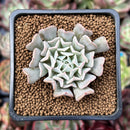 Echeveria 'Revolution' 2" Succulent Plant