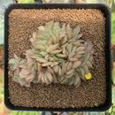 Echeveria 'Lucinda' Crested 2"-3" Succulent Plant