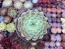 Echeveria 'Onslow' 4" Large Succulent Plant